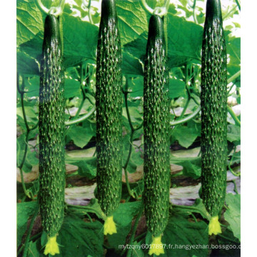 RCU03 EG résistant à la chaleur hybride f1 graines de concombre chinois pour la plantation
